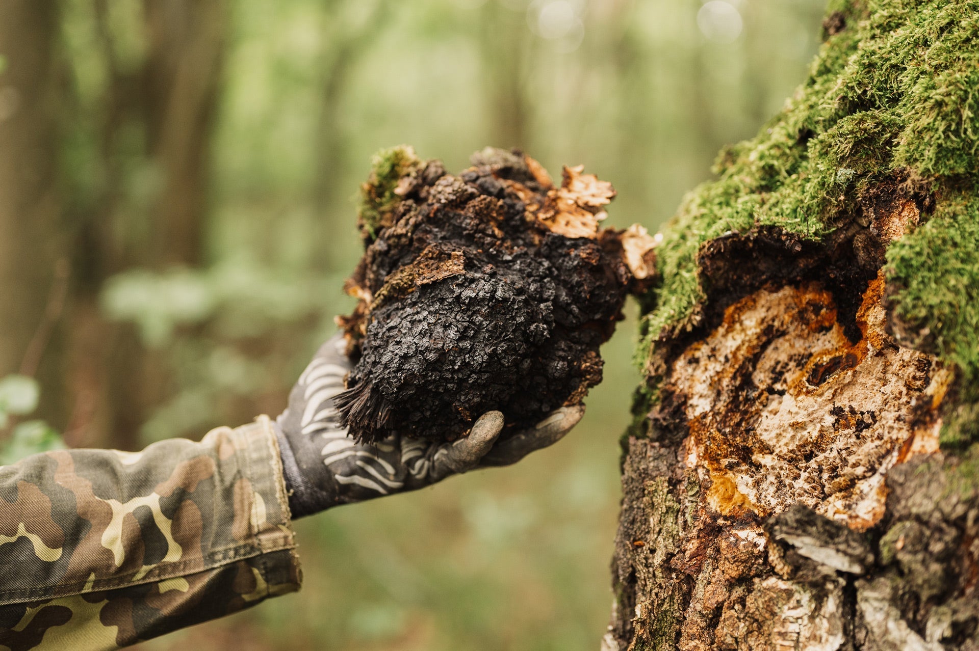 How Chaga Mushroom Extract Boosts Your Immune System