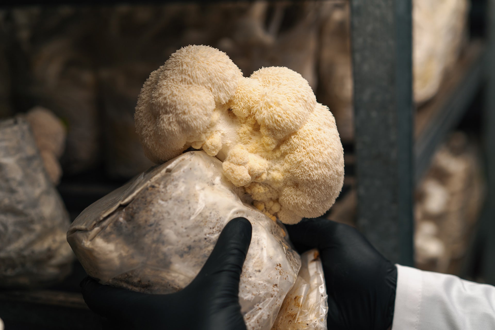 Lion’s Mane Mushroom Extract for Focus, Clarity, and Wellness