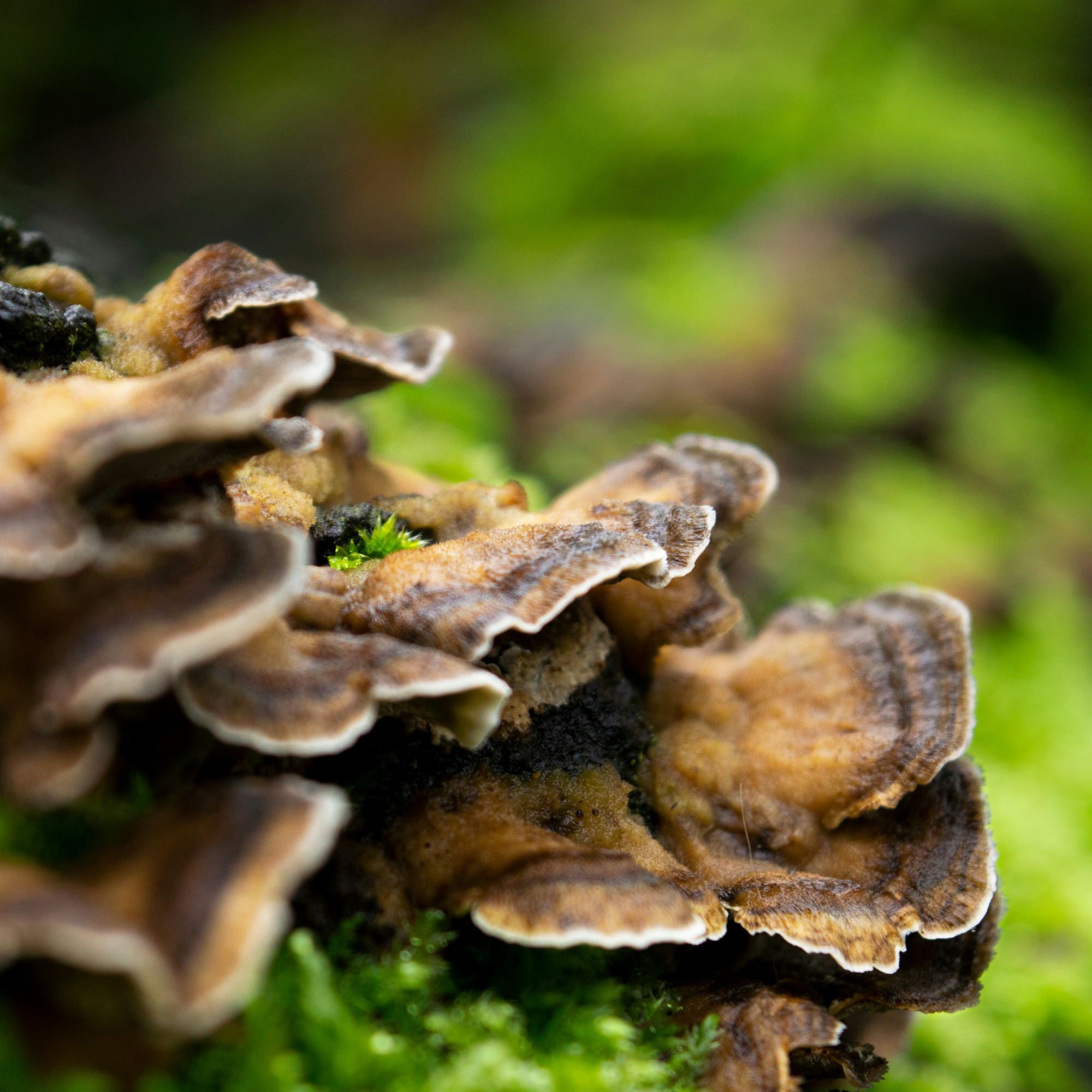 mushrooms