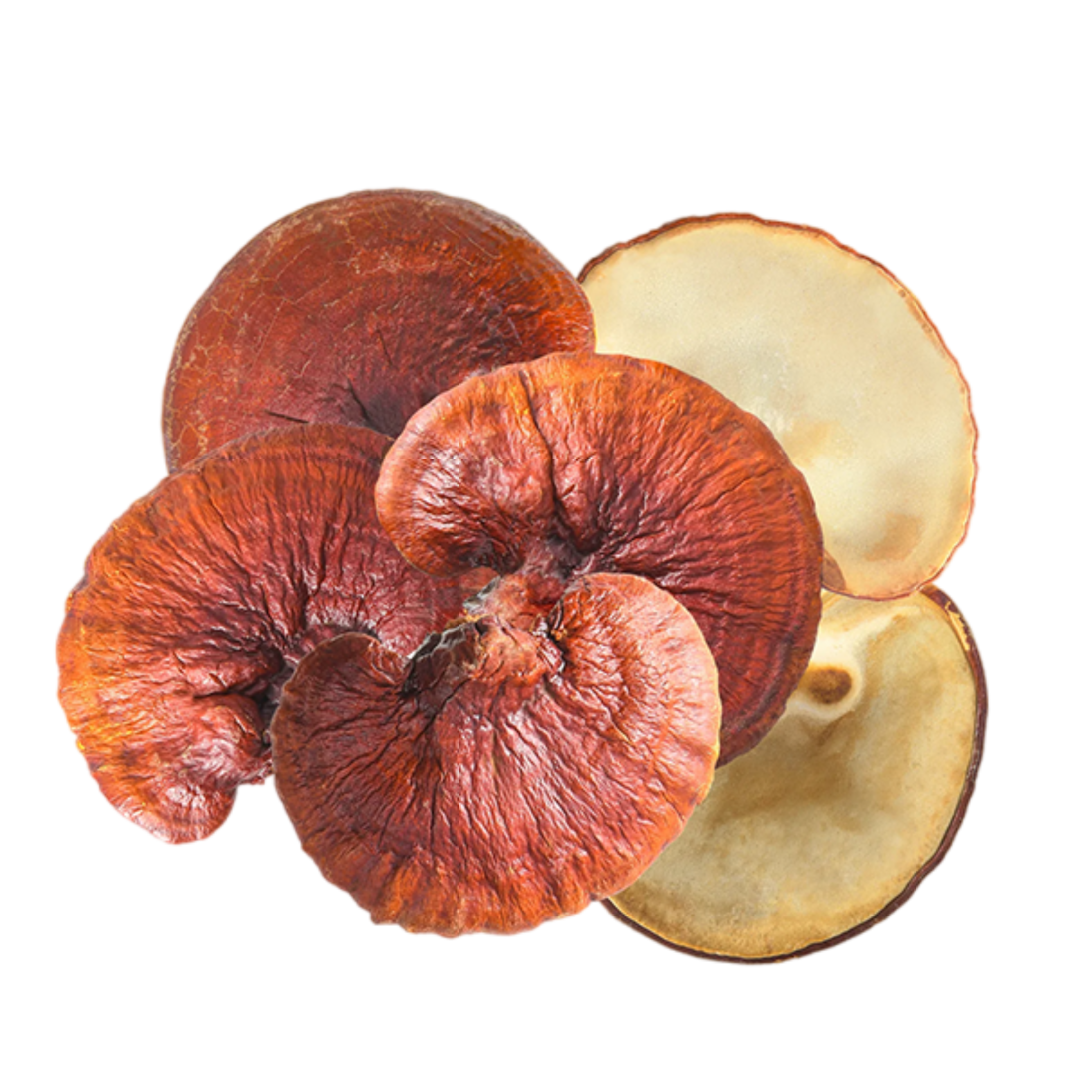 Calm Mind, Strong Body: Discover the Healing Power of Reishi Mushroom Extract for Stress and Immunity