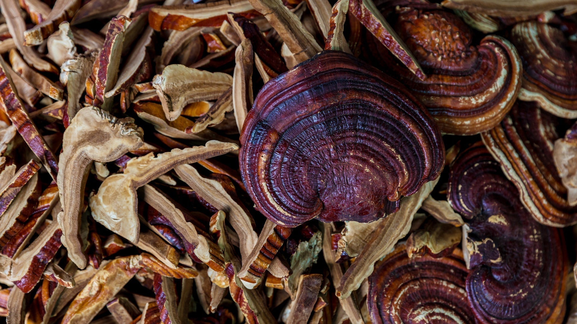 Reishi Mushroom Extract for Calm, Balance, and Daily Wellness