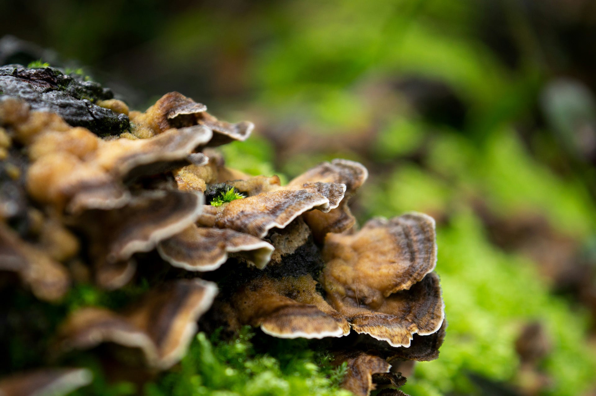 Unlock Your Gut Health & Immunity: The Powerful Benefits of Turkey Tail Mushroom Extract from Mushroom Brain