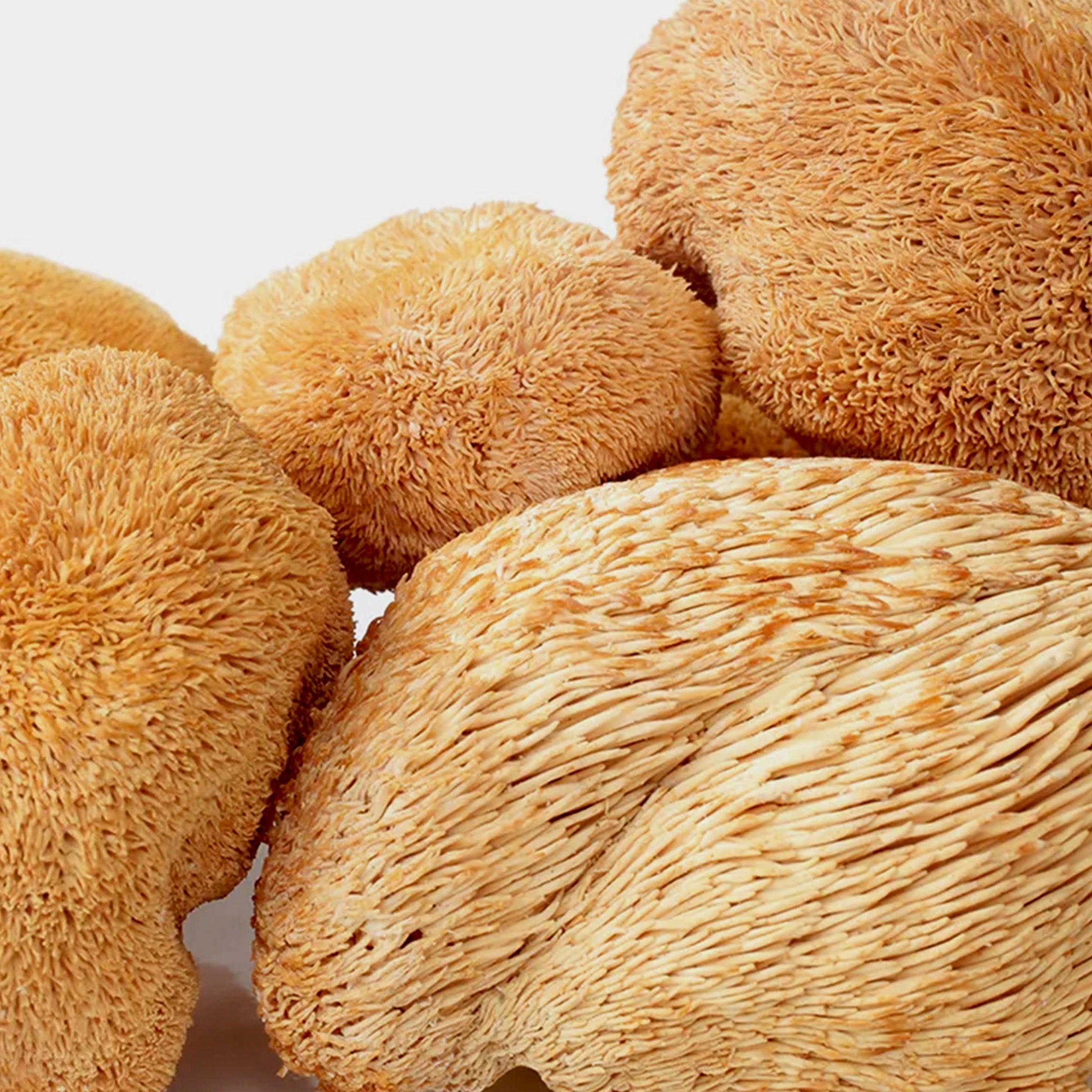 Boost Brain Power Naturally with Mushroom Brain’s Premium Lion’s Mane Mushroom Extract