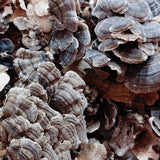 Turkey Tail Mushrooms 10g
