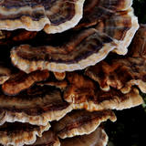 Fortify - Turkey Tail